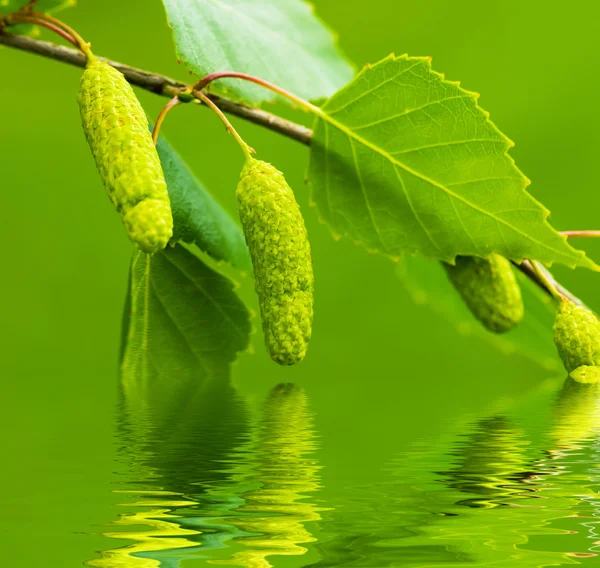 Eine Birke im Frühling mit grünen Blättern und Ringen — Stockfoto