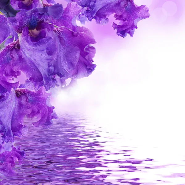 Фіолетові іриси проти зеленої трави, літній метелик Стокове Зображення