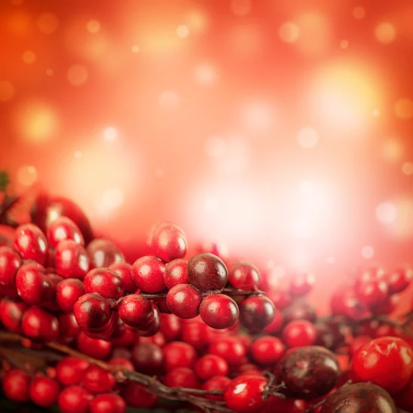 Christmas card with berries and a fir-tree branch — Stock Photo, Image