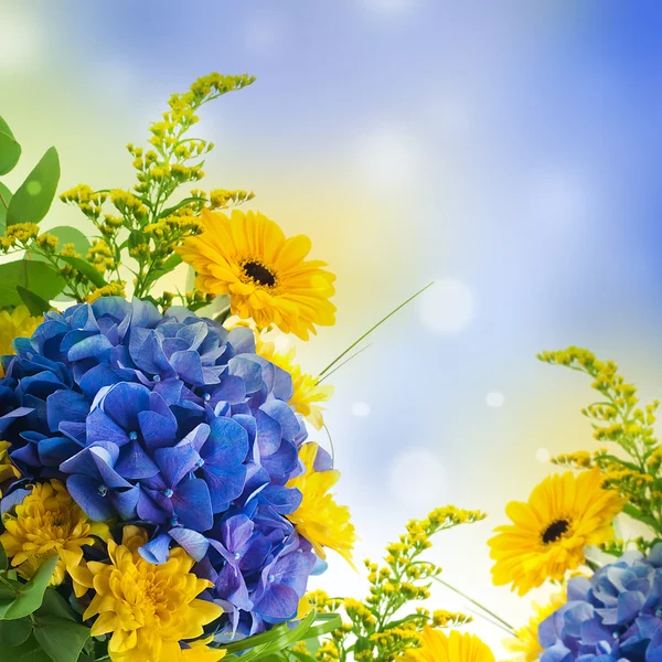 Kytice z hortenzií modré a žluté Astry angliae, květinové pozadí — Stock fotografie