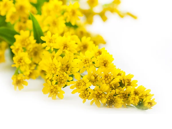 Ramo de astros amarillos, un fondo de flores —  Fotos de Stock