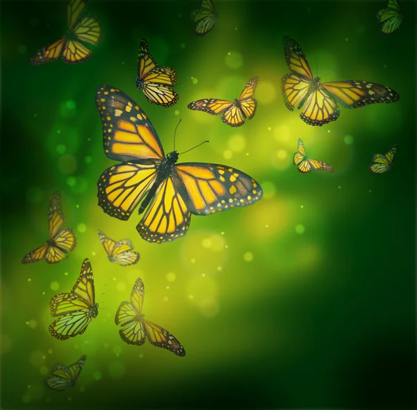 Полет бабочек в лучах света — стоковое фото