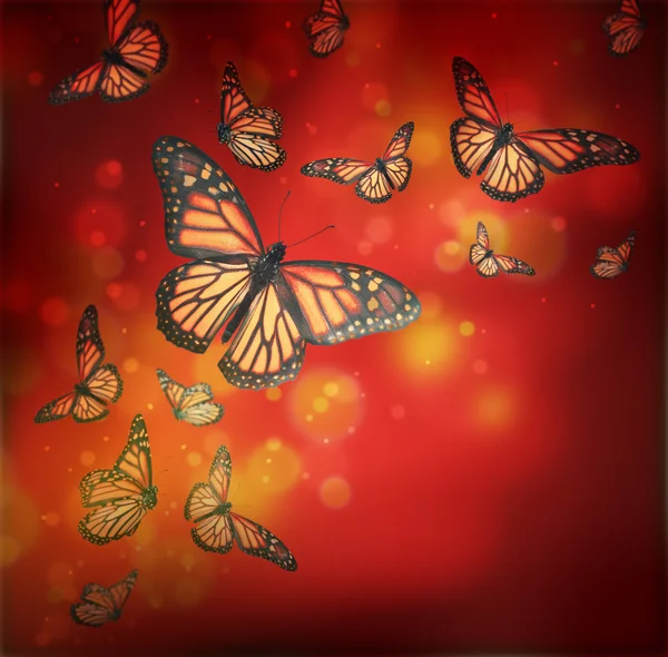 Voo de borboletas está nos raios de luz — Fotografia de Stock