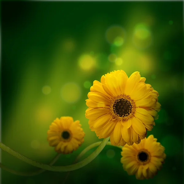 Sfondo floreale, gerbere nei raggi di luce — Foto Stock
