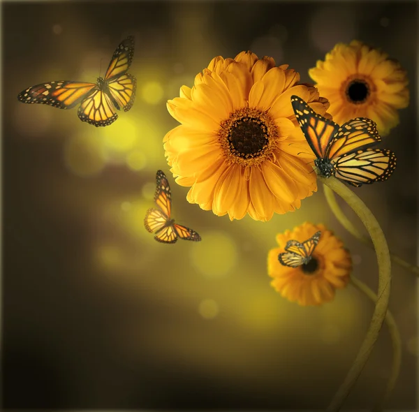 çiçek arka plan, gerbery ışık ve kelebek ışınları içinde