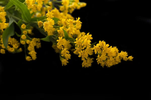 Букет из желтых астеров, цветочный фон — стоковое фото