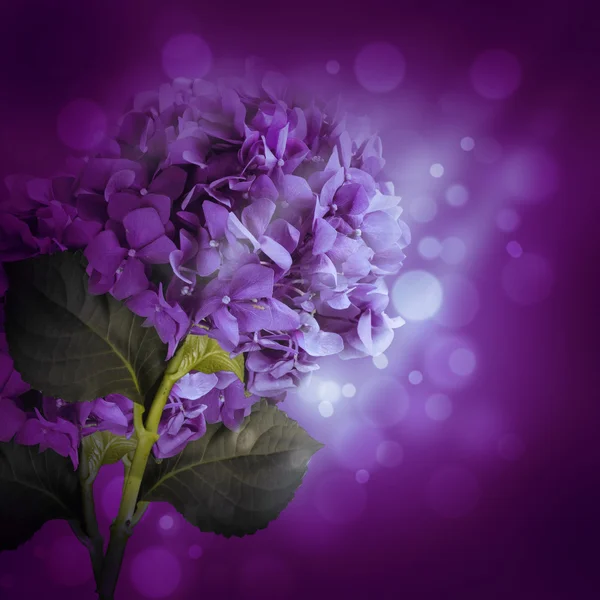 ดอกไม้ในช่อดอกไฮเดรนเยียสีฟ้าและดอกไม้สีขาว — ภาพถ่ายสต็อก