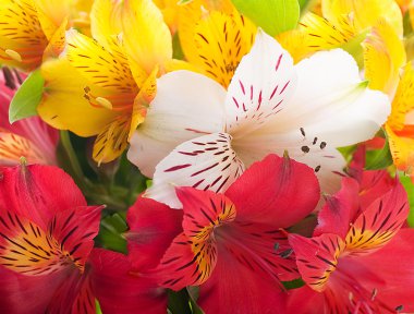 ışık, mevsimlik ve renkli ışınları güzel çiçektir