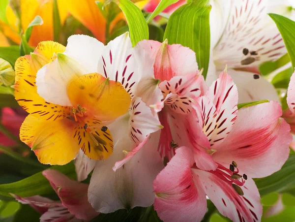 Piękny kwiat się promienie światła, blured i kolorowe — Zdjęcie stockowe