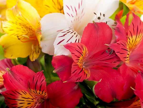 Işık, mevsimlik ve renkli ışınları güzel çiçektir — Stok fotoğraf
