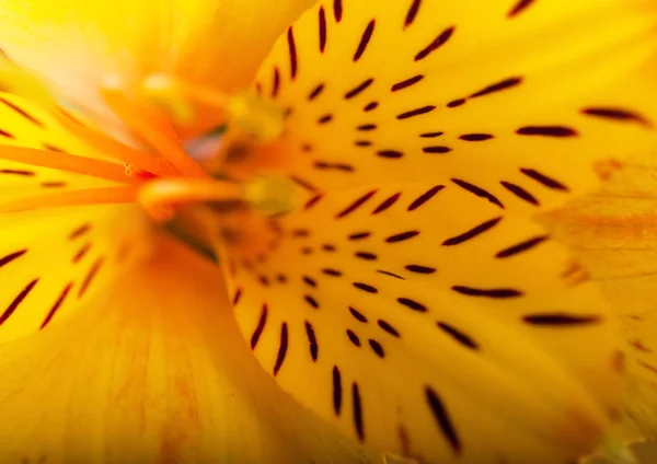 Nádherný květ je v paprscích světla, blured a barvy — Stock fotografie