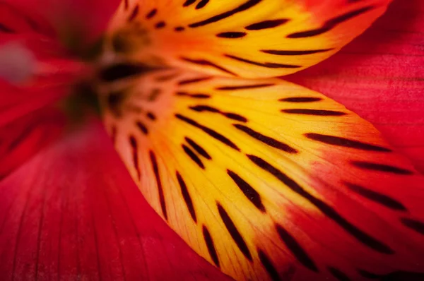 Schöne Blume ist in den Strahlen des Lichts, bläulich und farbig — Stockfoto