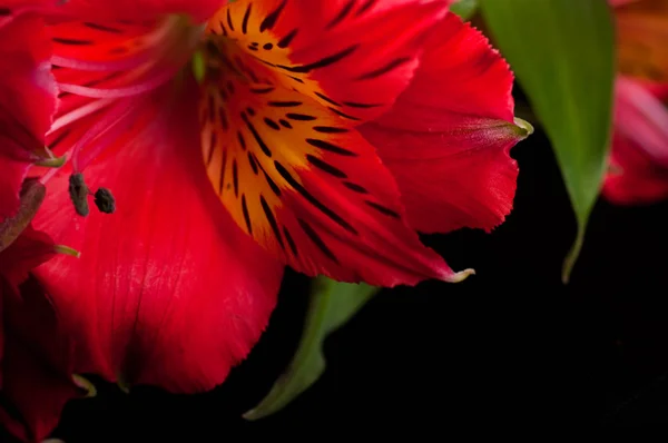 Цветок в лучах света, покрасневший и раскрашенный — стоковое фото