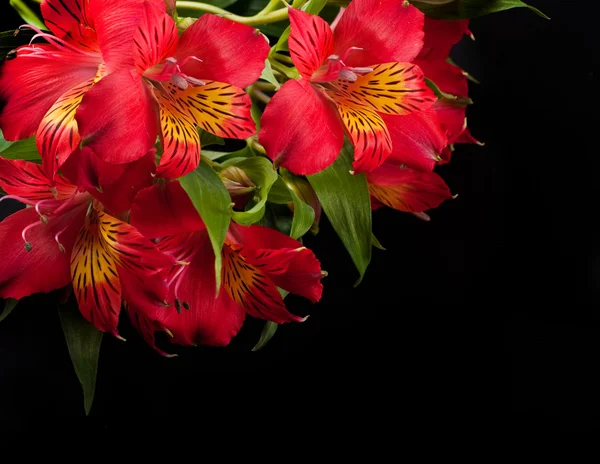 Belle fleur est dans les rayons de lumière, bleui et coloré — Photo