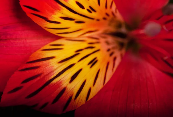 Hermosa flor está en los rayos de luz, borrosa y de color Imágenes De Stock Sin Royalties Gratis