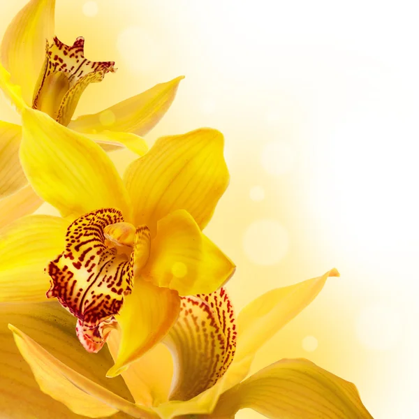Orkidéer i droppar av dagg på en vit bakgrund — Stockfoto