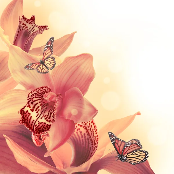 Orchidées avec un papillon sur le fond coloré — Photo