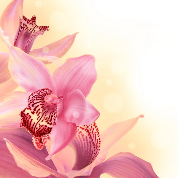 Orchideeën met een vlinder op de gekleurde achtergrond — Stockfoto