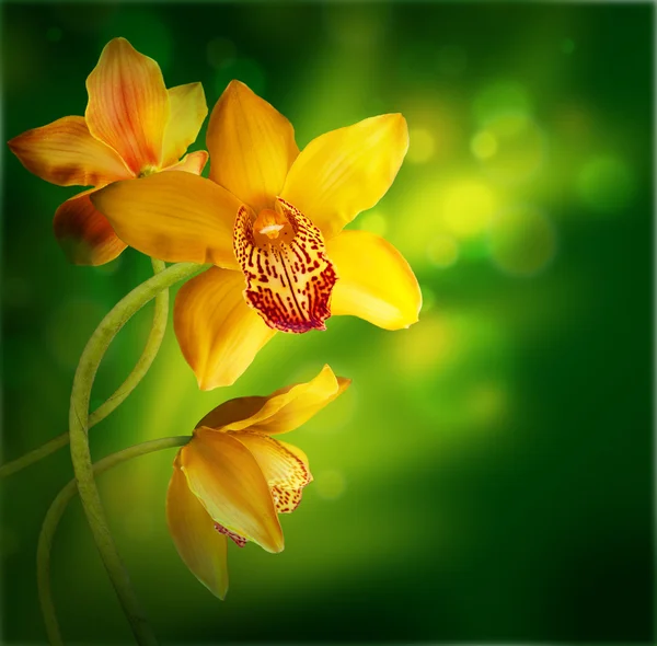 Orquídeas nas gotas de orvalho em um fundo branco — Fotografia de Stock