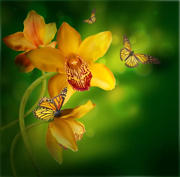 Orquídeas en las gotas de rocío sobre un fondo blanco —  Fotos de Stock