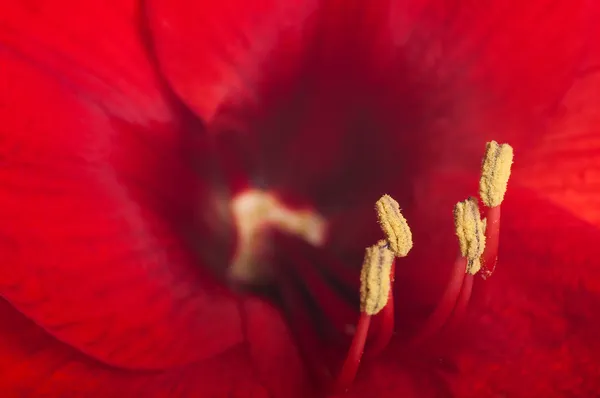 Rote Blumen, Gerberstrauß — Stockfoto