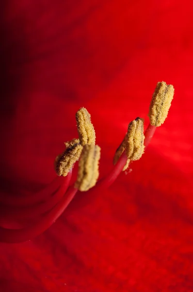 红色花朵，gerber 的花束 — 图库照片