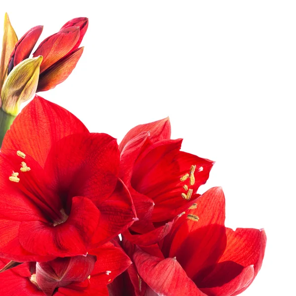 红色花朵，gerber 的花束 — 图库照片