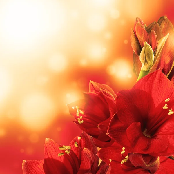 Flores rojas, ramo de gerber — Foto de Stock