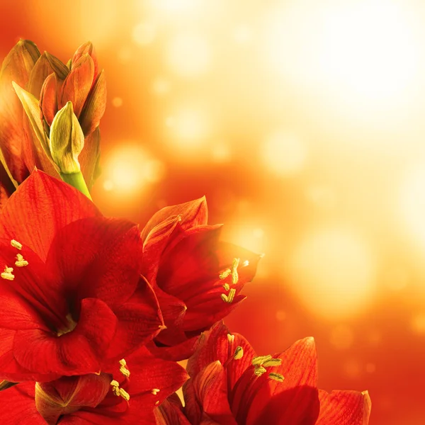 赤い花、ガーバーの花束 — ストック写真