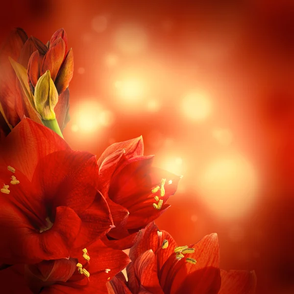 Flores vermelhas, buquê de gerber — Fotografia de Stock
