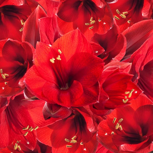 Rote Blumen, Gerberstrauß — Stockfoto