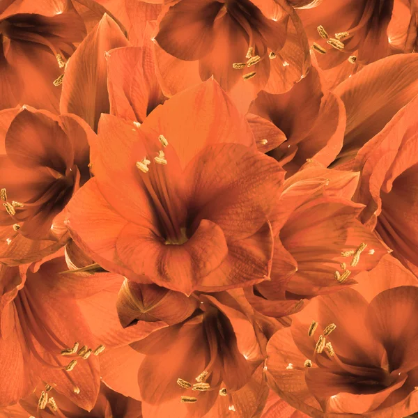 Oranje bloemen, boeket van gerber — Stockfoto