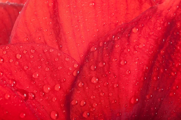 Röda blommor, bukett av gerber — Stockfoto