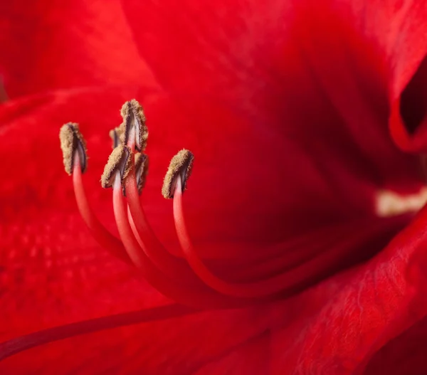 赤い花、ガーバーの花束 — ストック写真