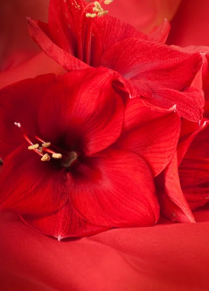 Röda blommor, bukett av gerber — Stockfoto