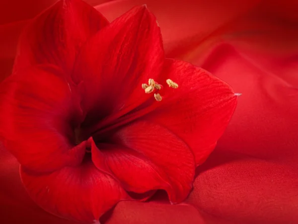 Красные цветы, букет гербера — стоковое фото