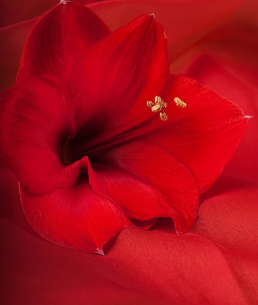 Flores vermelhas, buquê de gerber — Fotografia de Stock