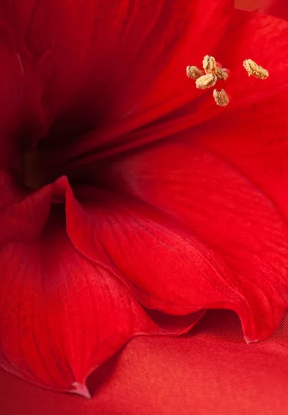 赤い花、ガーバーの花束 — ストック写真