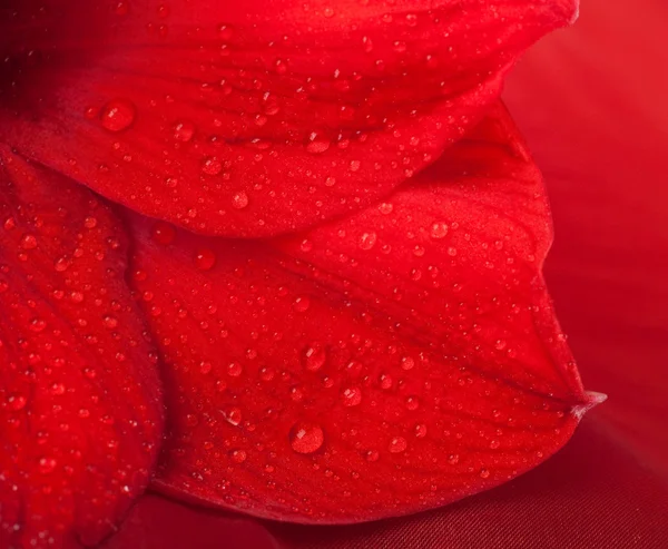 Flores vermelhas, buquê de gerber — Fotografia de Stock