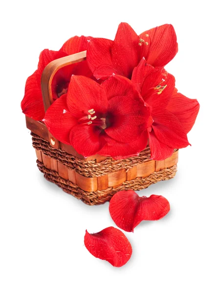 Czerwony kwiat, bukiet gerber — Zdjęcie stockowe