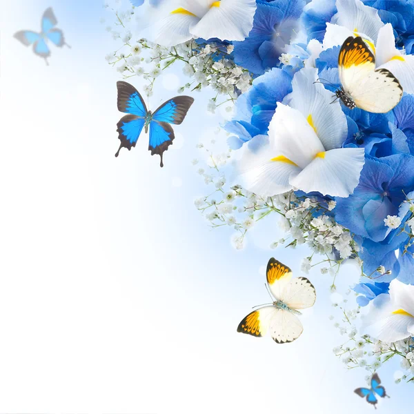 Květiny a motýl, modré hortenzie a bílých kosatců — Stock fotografie