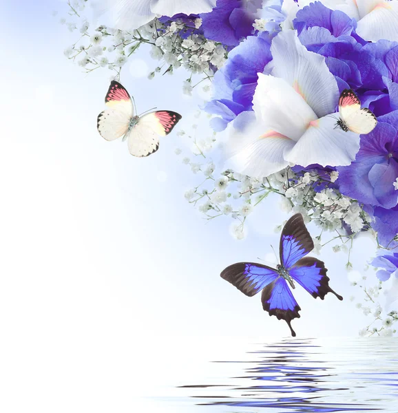 Flowers and butterfly, blue hydrangeas and white irises — Stock Photo, Image