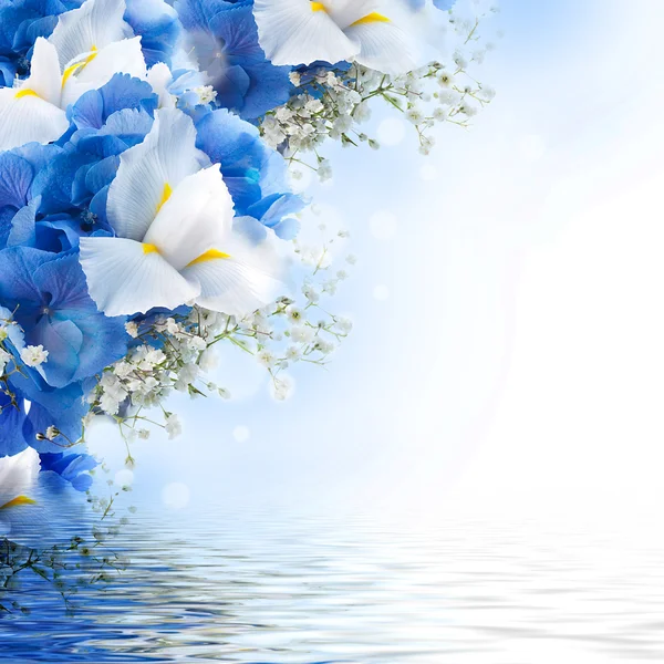 Blumen und Schmetterlinge, blaue Hortensien und weiße Schwertlilien — Stockfoto