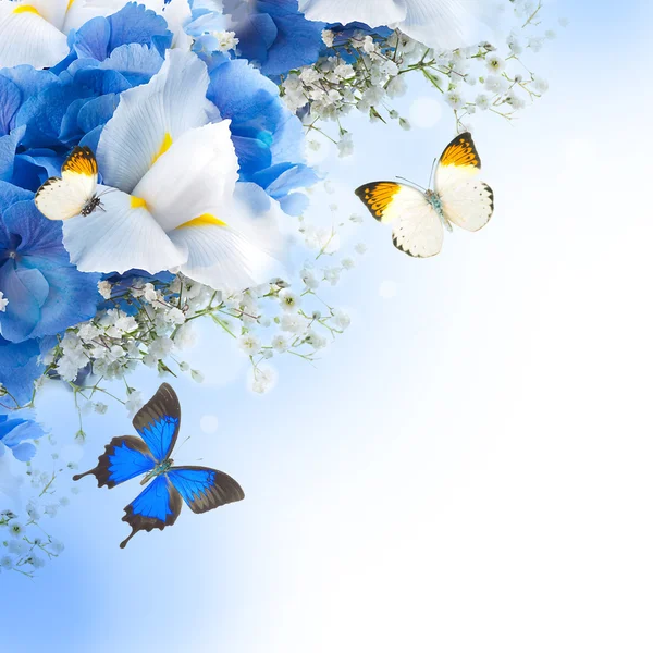 Bunga dan kupu-kupu, hidrangea biru dan iris putih Stok Foto