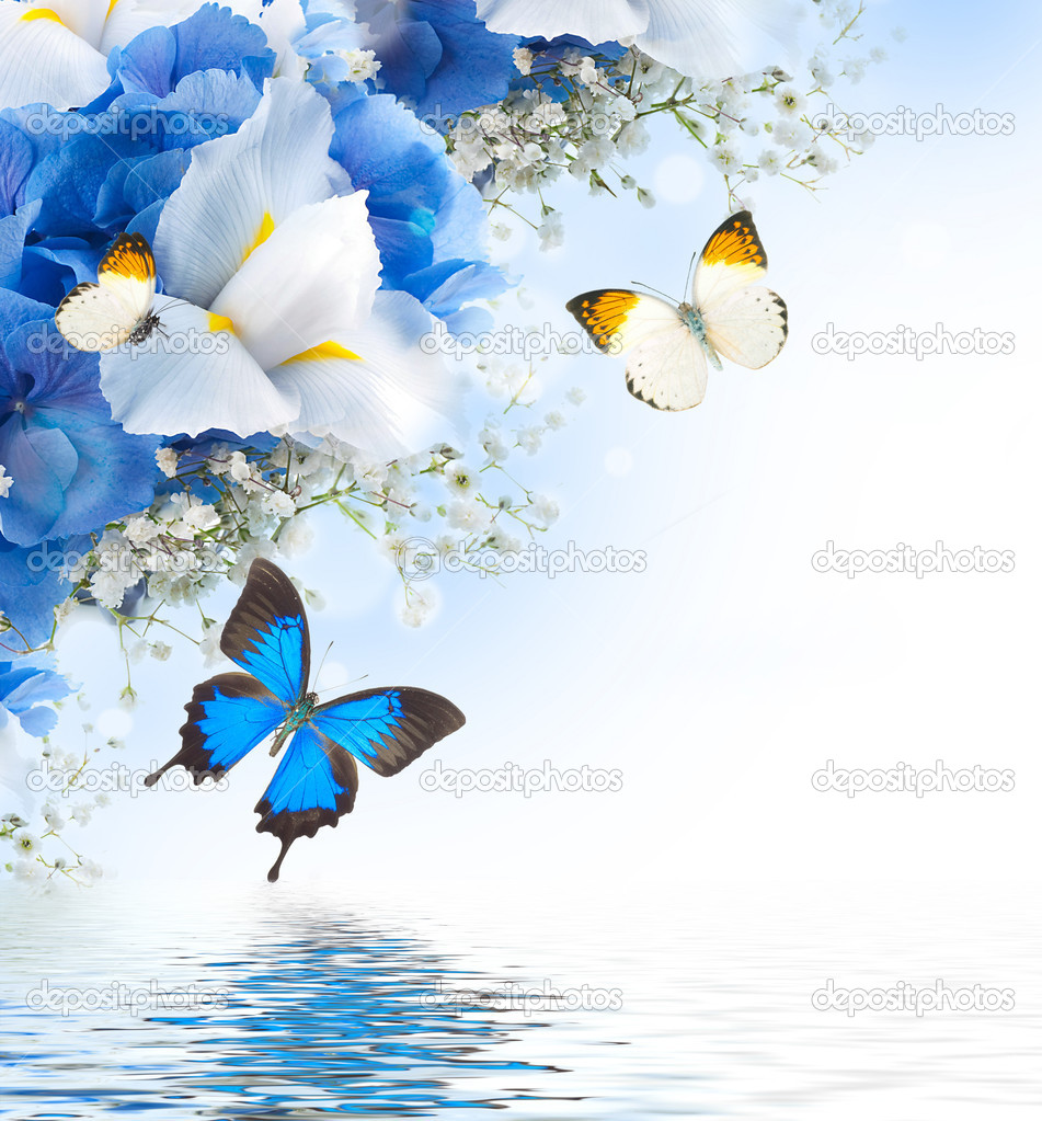 Flowers and butterfly, blue hydrangeas and white irises — Stock Photo