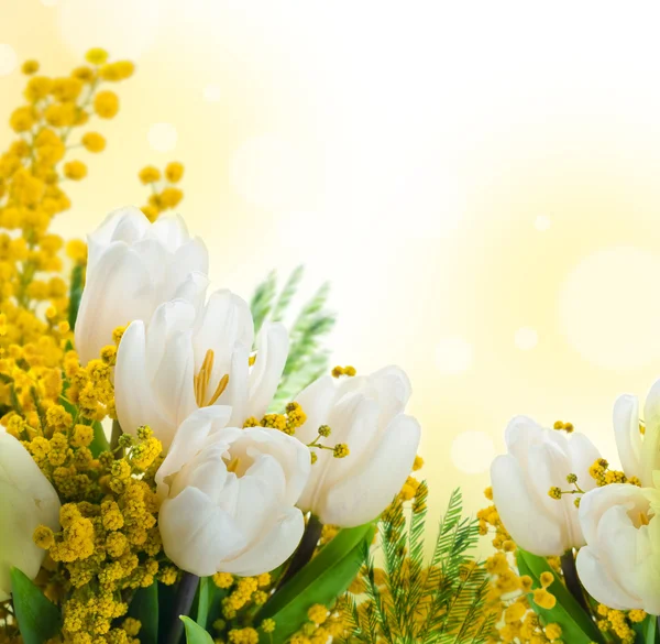 Weiße Tulpen mit einer Mimose, einem Hintergrund aus Blumen — Stockfoto