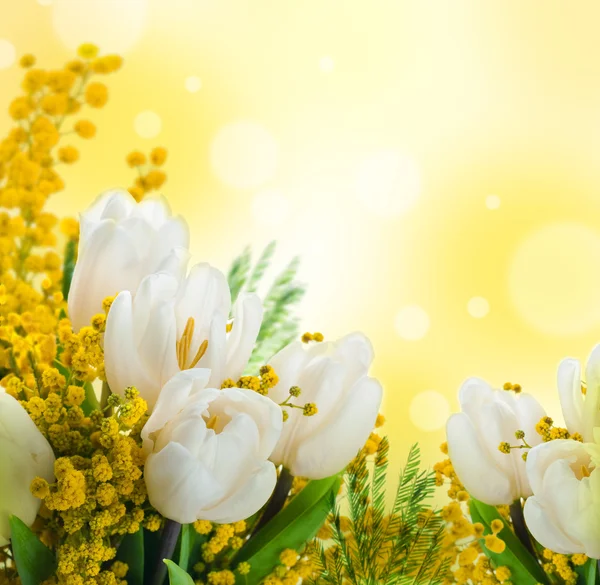 Weiße Tulpen mit einer Mimose, einem Hintergrund aus Blumen — Stockfoto