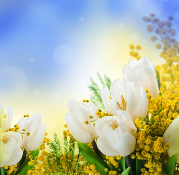 Weiße Tulpen mit einer Mimose, einem Hintergrund aus Blumen — Stockfoto