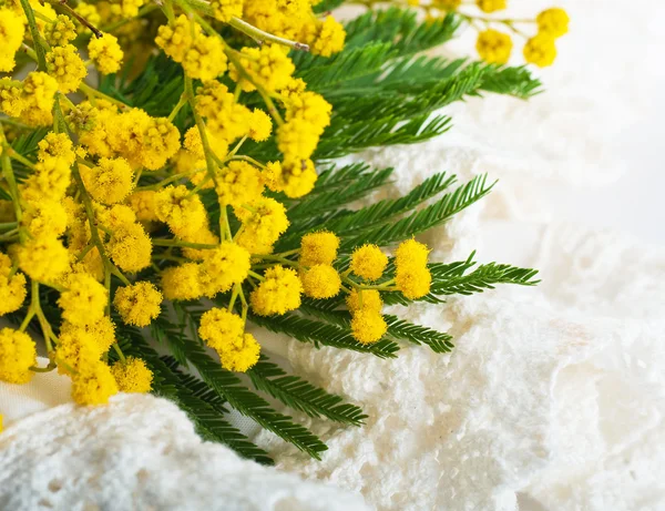 Tulipanes blancos con una mimosa, un fondo de flores — Foto de Stock