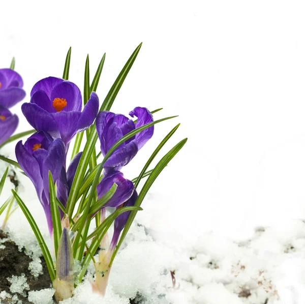 Snödroppar och krokusar på snö i en solig dag — Stockfoto